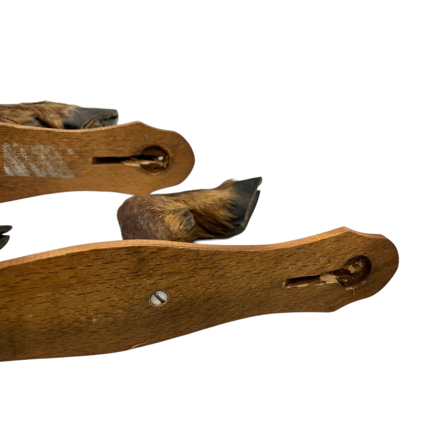 back view of boar hooves on a white background