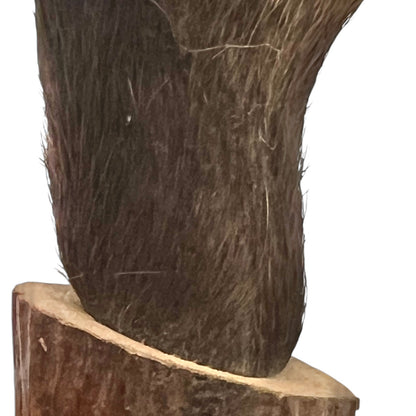 close up of boar hooves on a white background