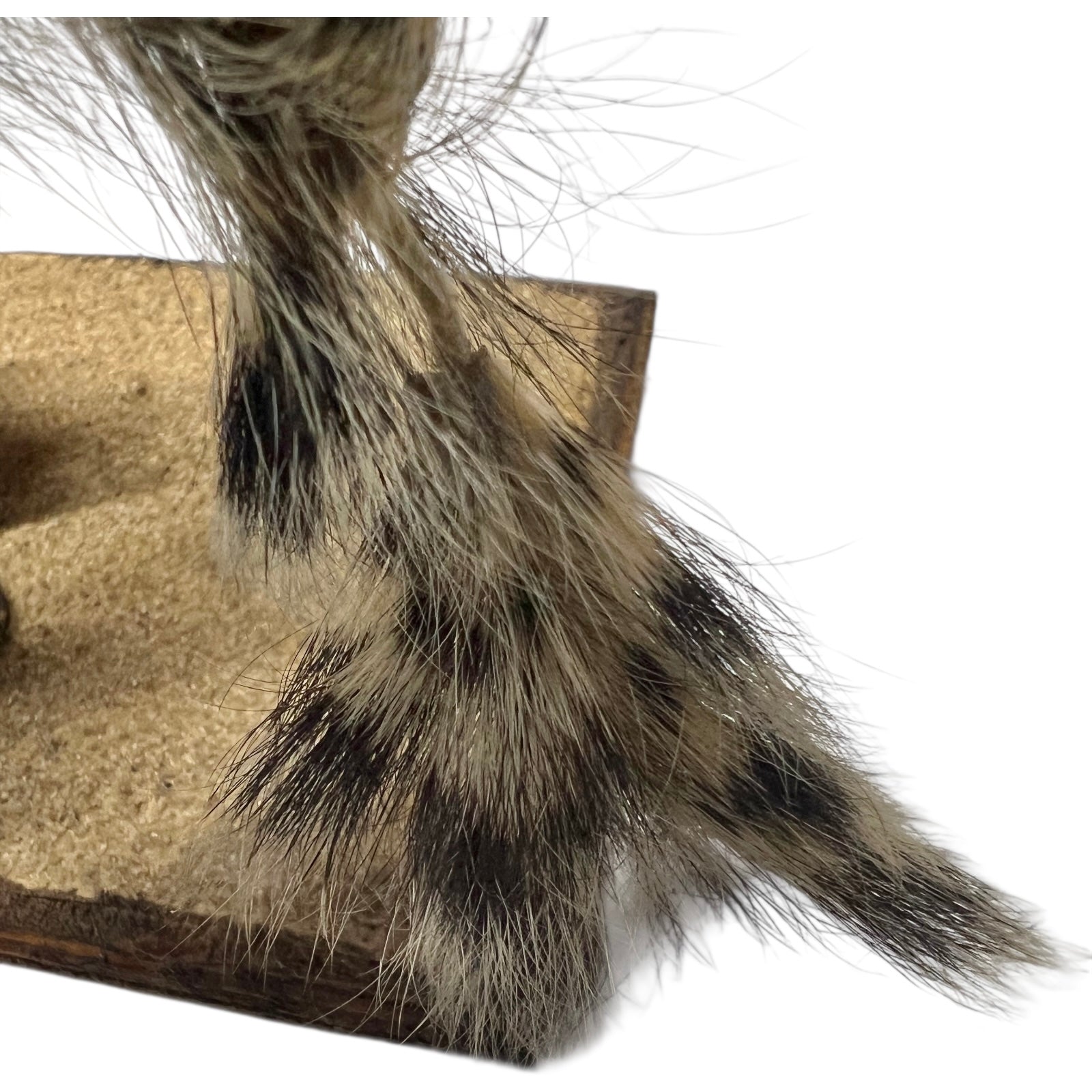 taxidermy chipmunk image of tail