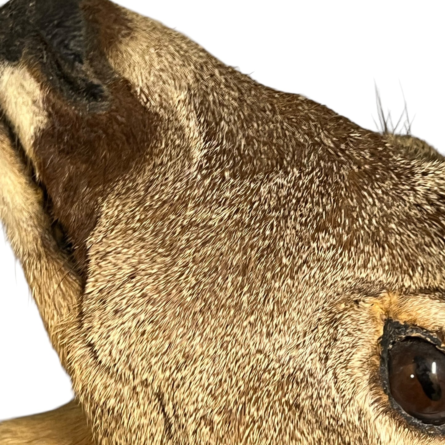 Close-up detail of a taxidermy deer head, showing fine fur texture, brown and tan coloring, and a dark eye on a plain white background.
