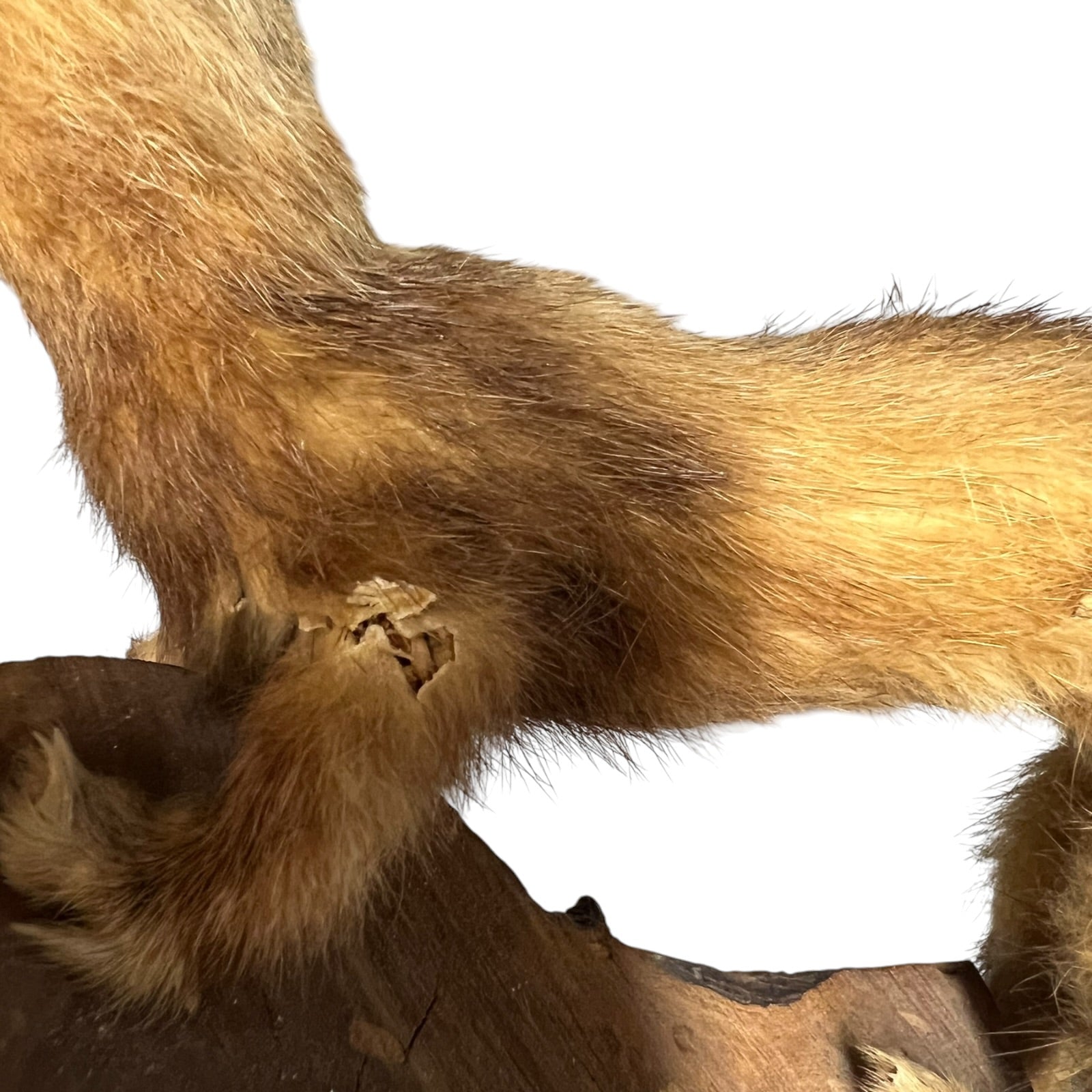 Close up of a taxidermy weasel on a white background