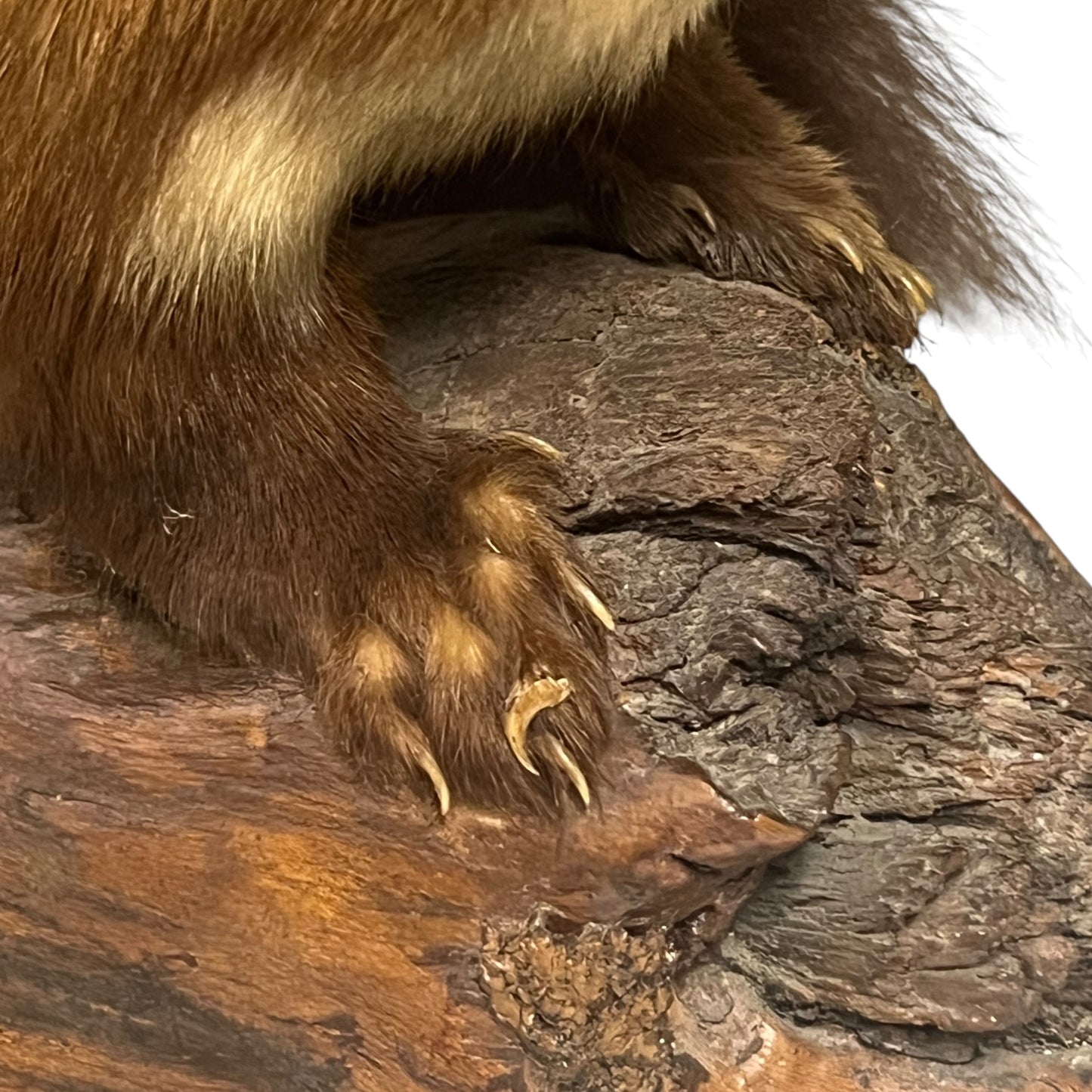 Close-up of a taxidermy small animal on a white background 