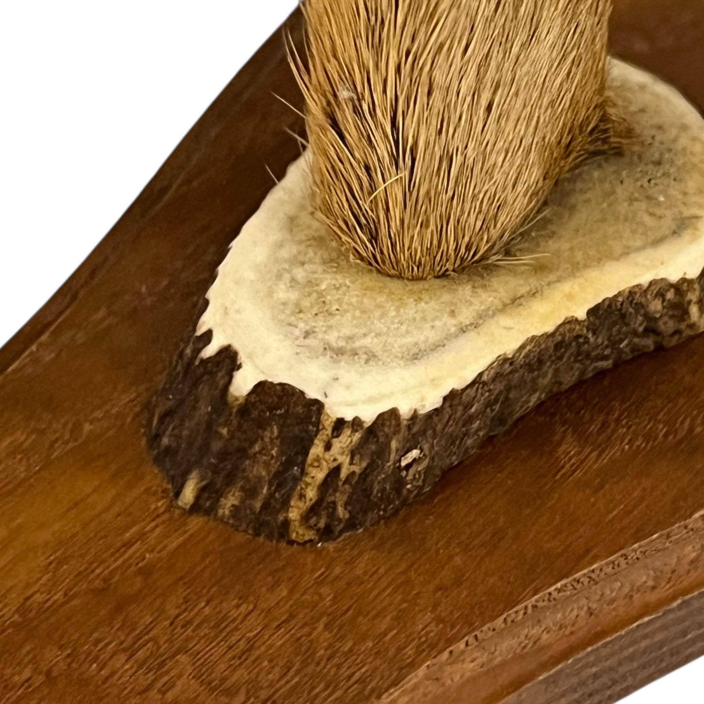 Close-up of a deer's hoof set of coat hooks on a white background