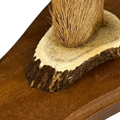 Close-up of a deer's hoof set of coat hooks on a white background