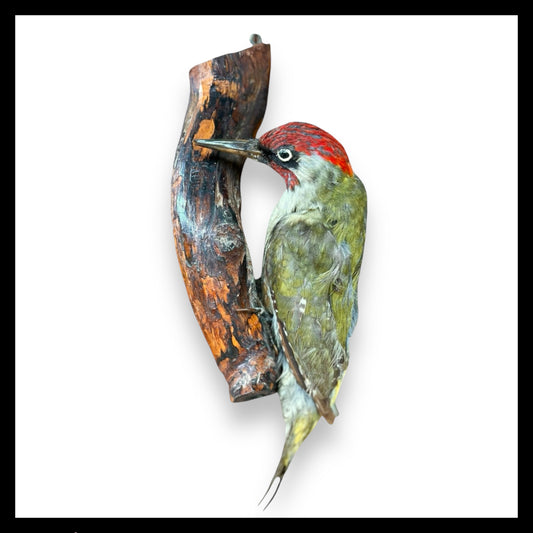 Taxidermy Green Woodpecker, French Vintage Mounted Stuffed Bird for sale from All Things French Store