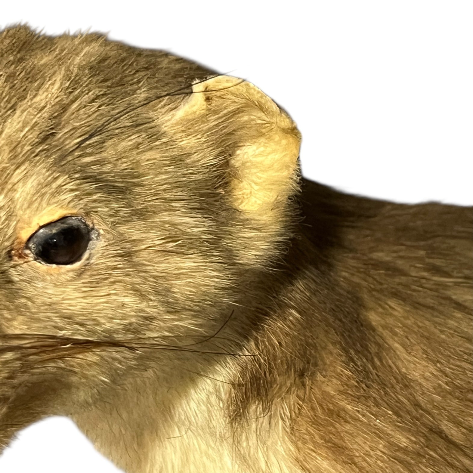 Close-up of a pine marten face on a white background
