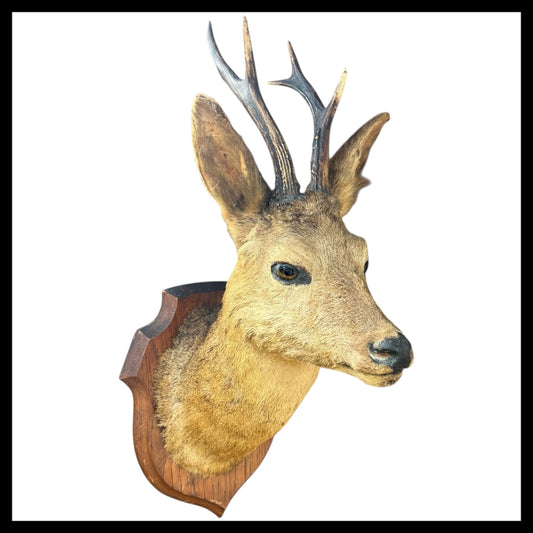 Taxidermy Deer Head, Roe Deer Wall Mounted with Antlers ideal Gift for Hunter for sale from All Things French Store