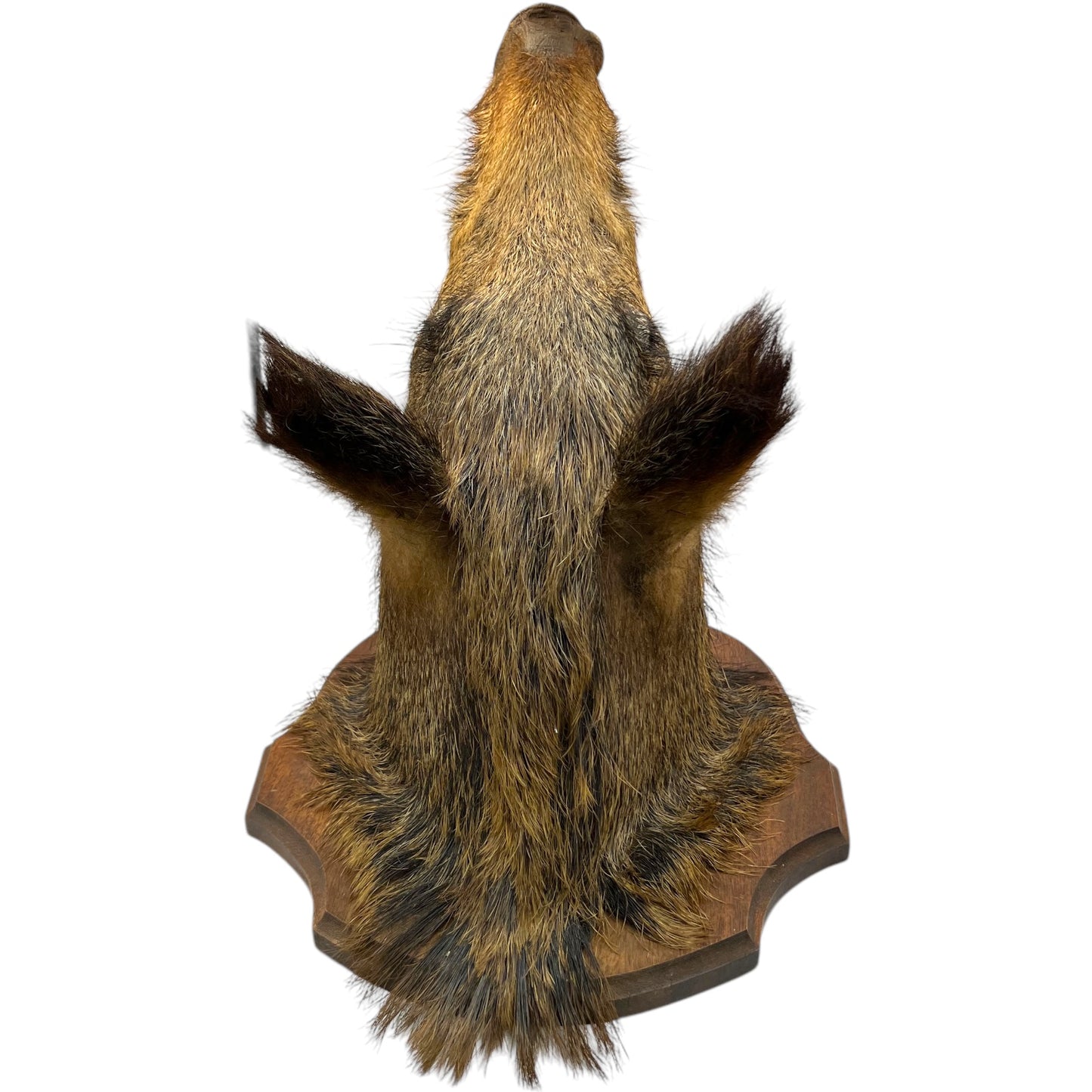 Taxidermy Wild Boar, French Vintage Adult Boar Head Mount