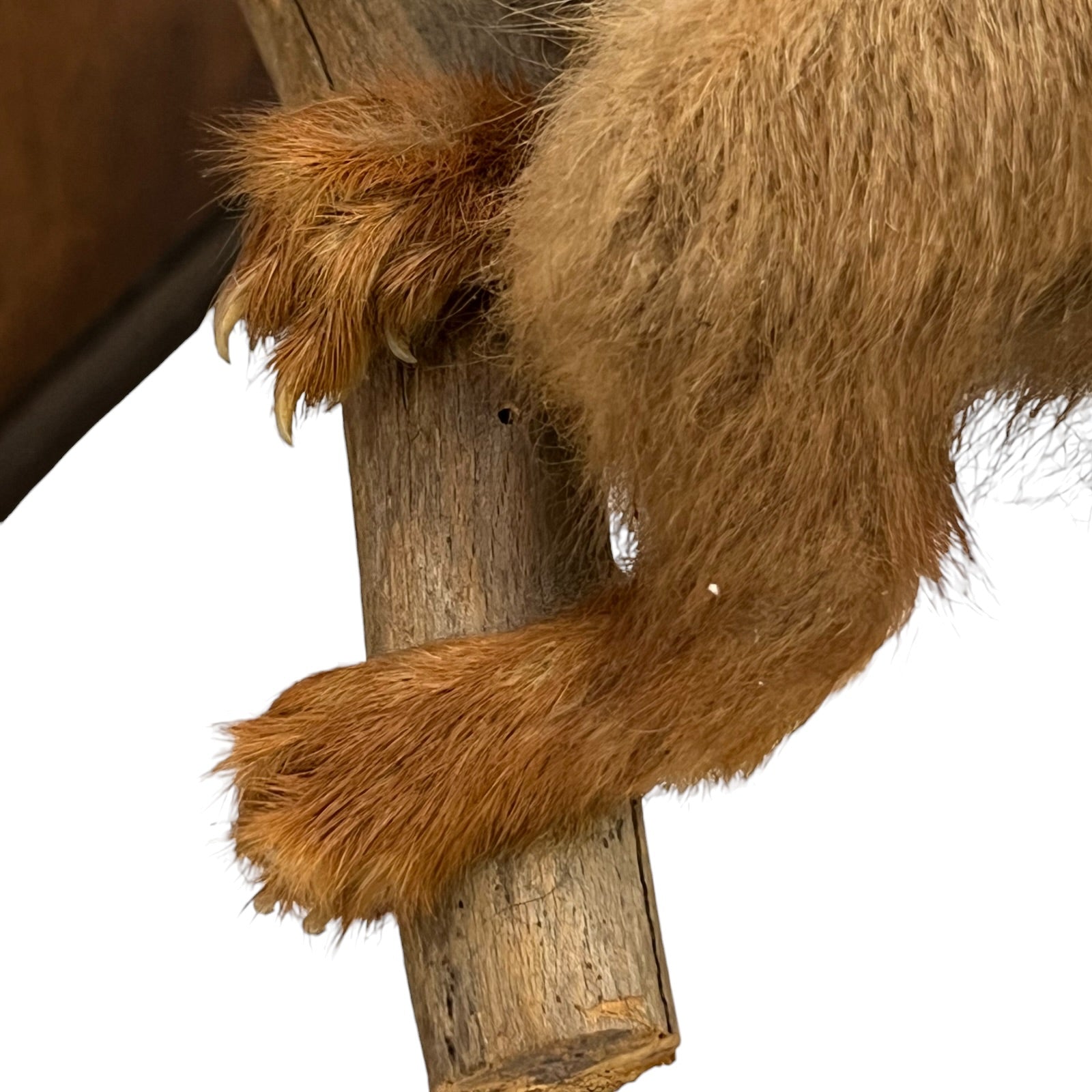 Close up of a taxidermy red squirrel on a white background 