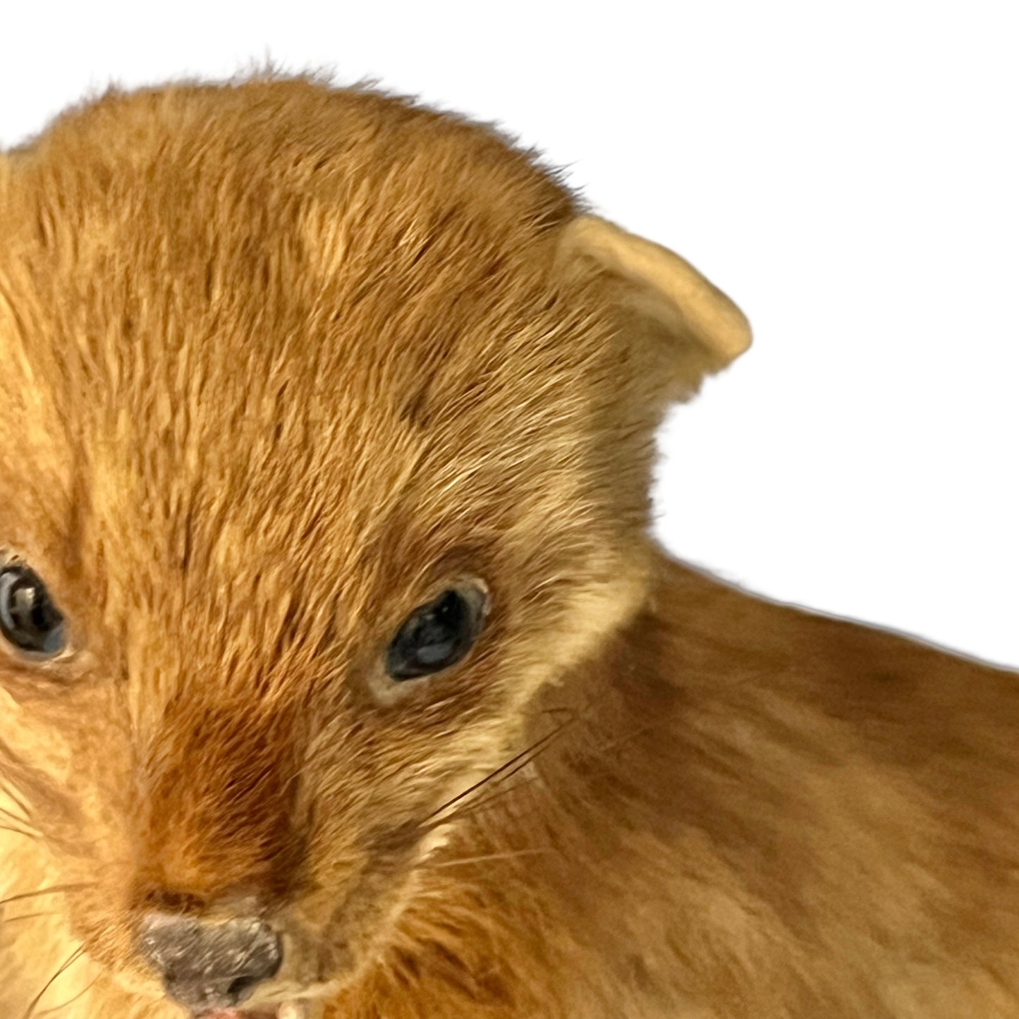 Close-up of a taxidermy small animal with a white background