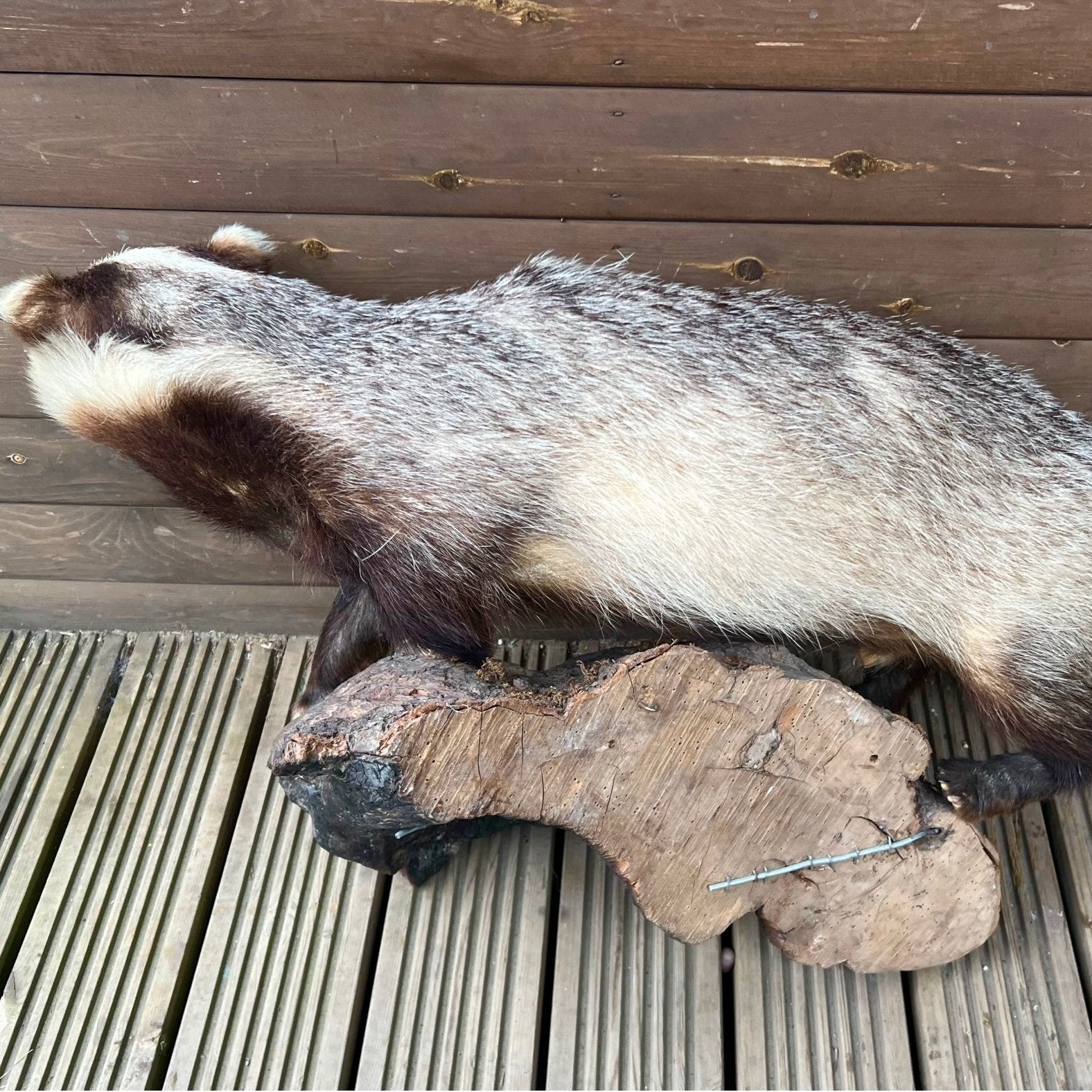 French Taxidermy Badger Adult Mounted on a Log Base in Standing Position