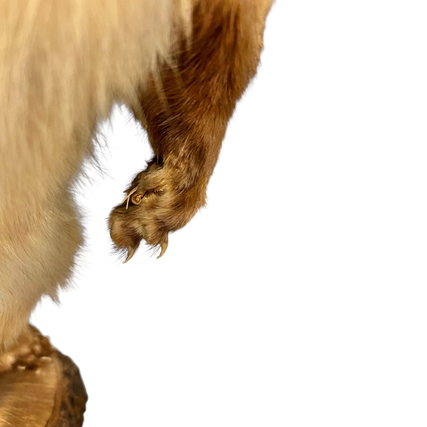 Close-up of a pine marten on a white background