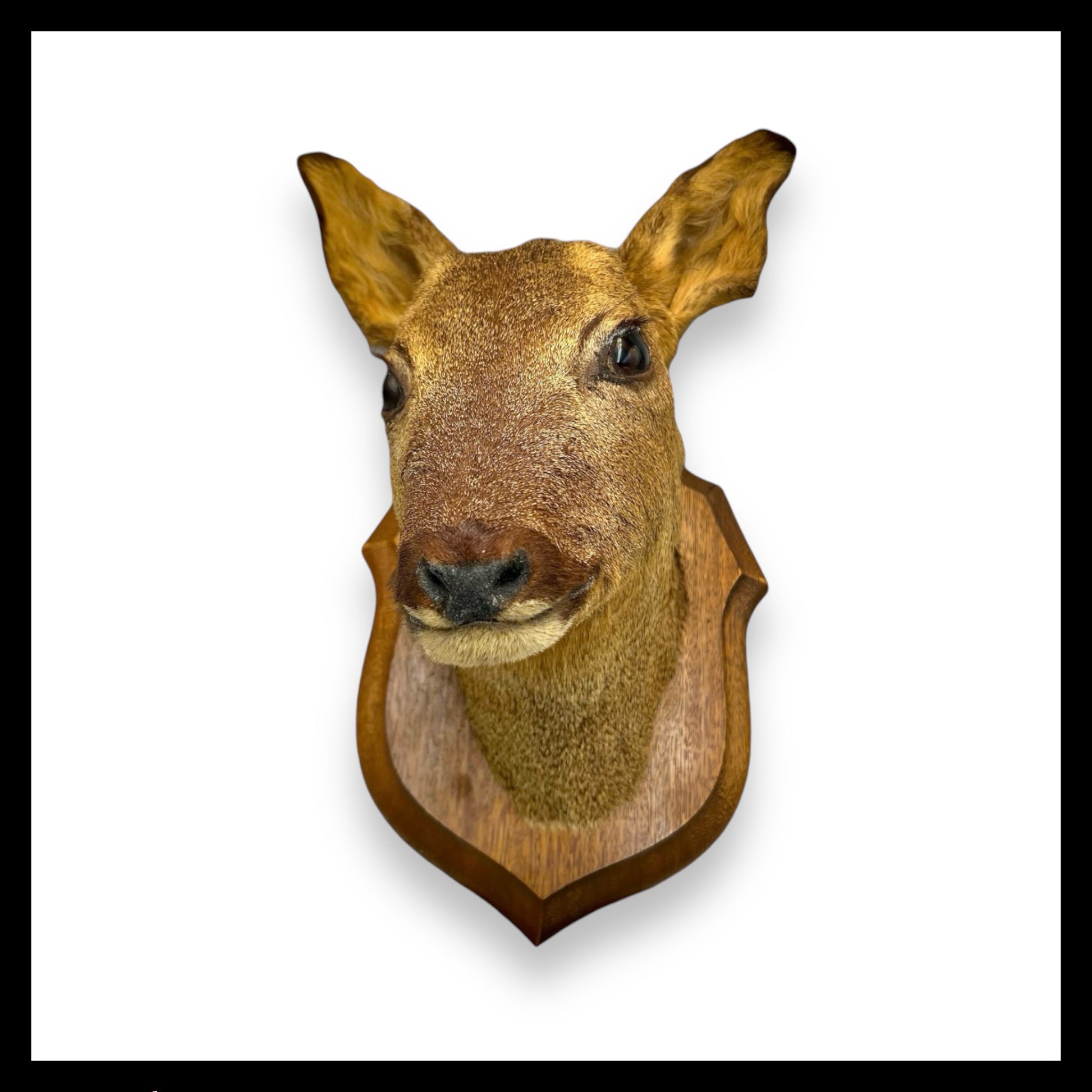 Taxidermy Roe Deer Head Mounted On a Wooden Shield, Good Condition for sale by All Things French Store