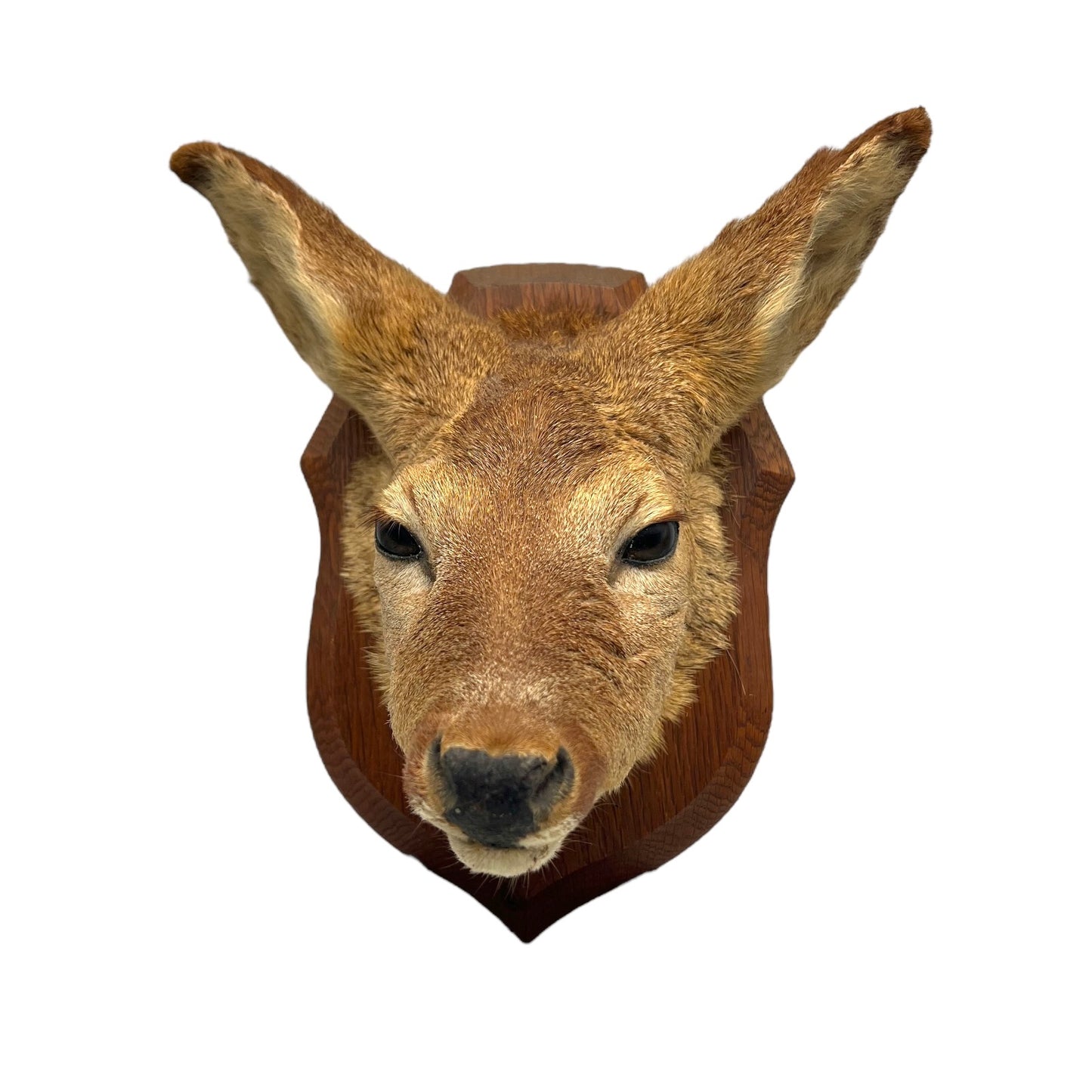 Taxidermy Roe Deer Head Mounted On a Wooden Shield, Good Condition 