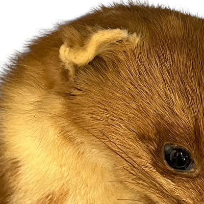 Close-up of a taxidermy small animal with a white background