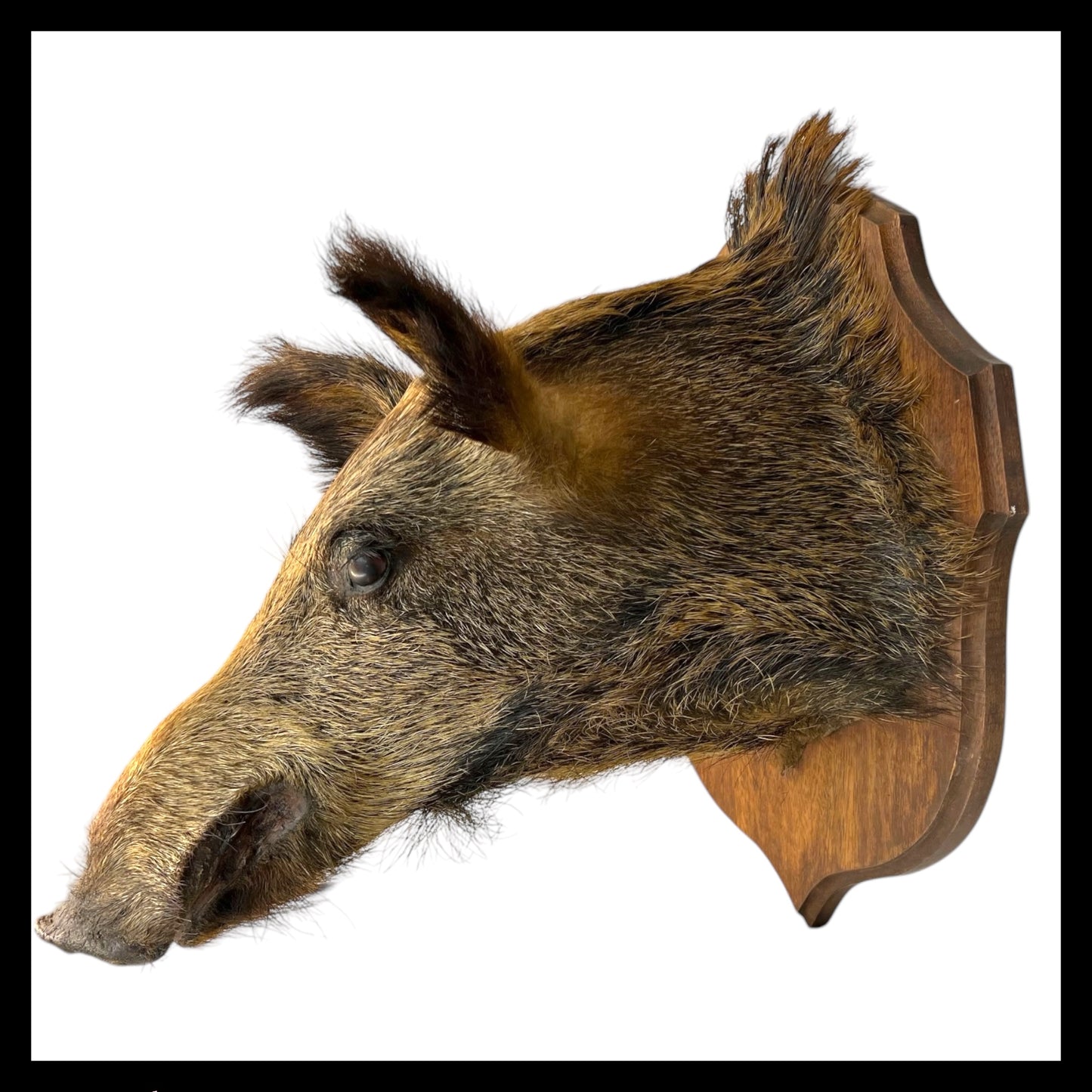 Taxidermy Wild Boar, French Vintage Adult Boar Head Mount (B36)