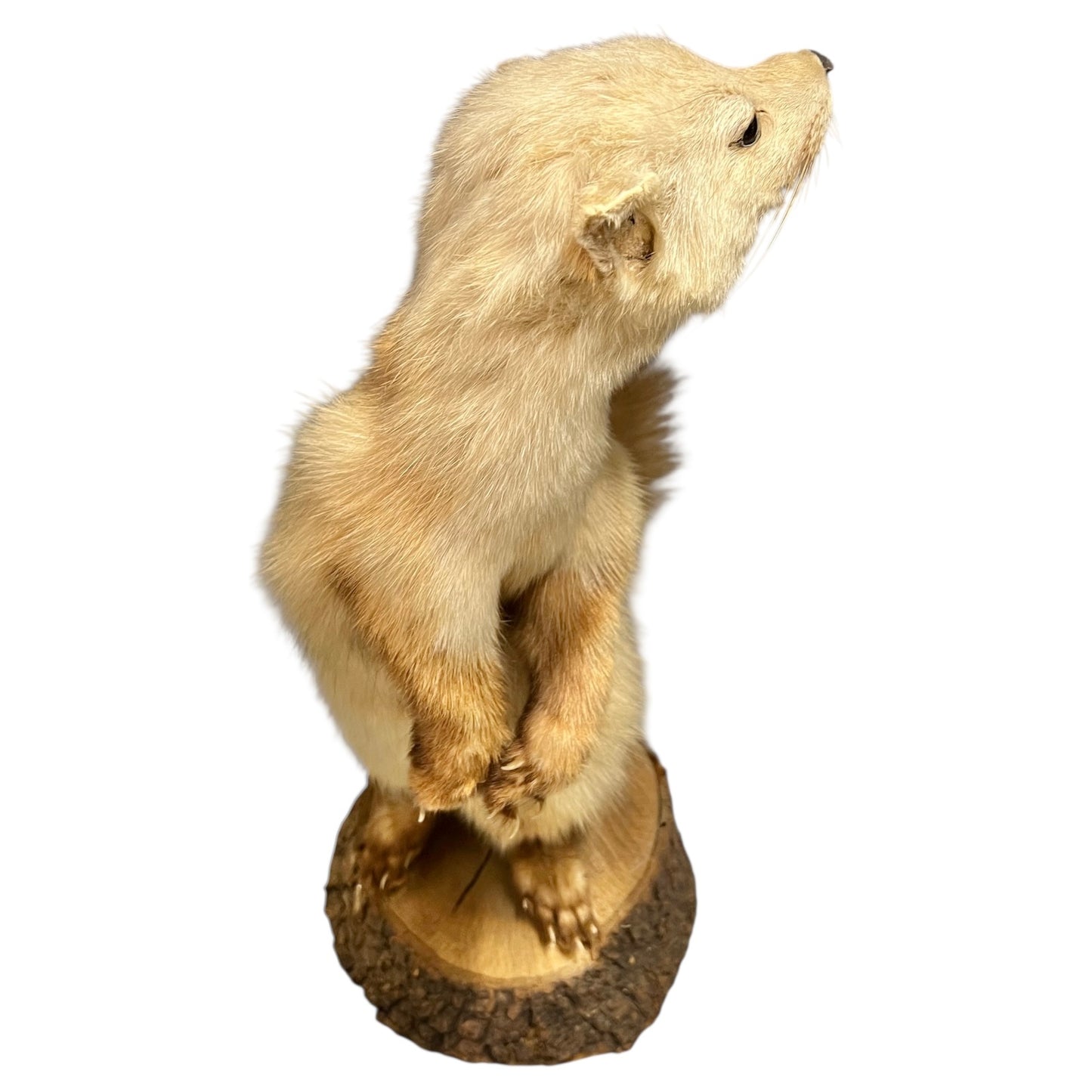 Close-up of a pine marten on a white background