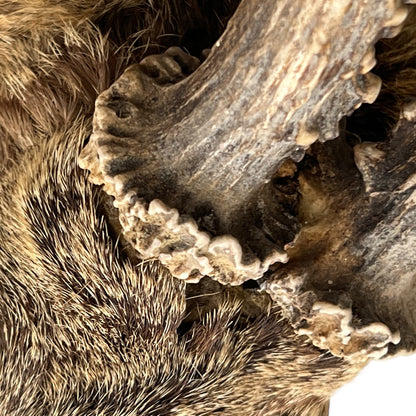 close up of deer antlers