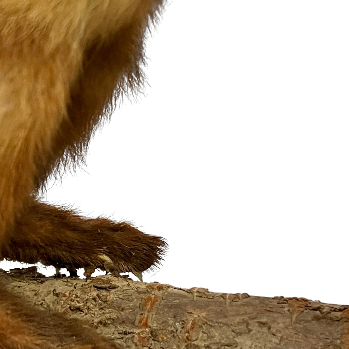 Close-up of a taxidermy small stoat-like animal against a white background.