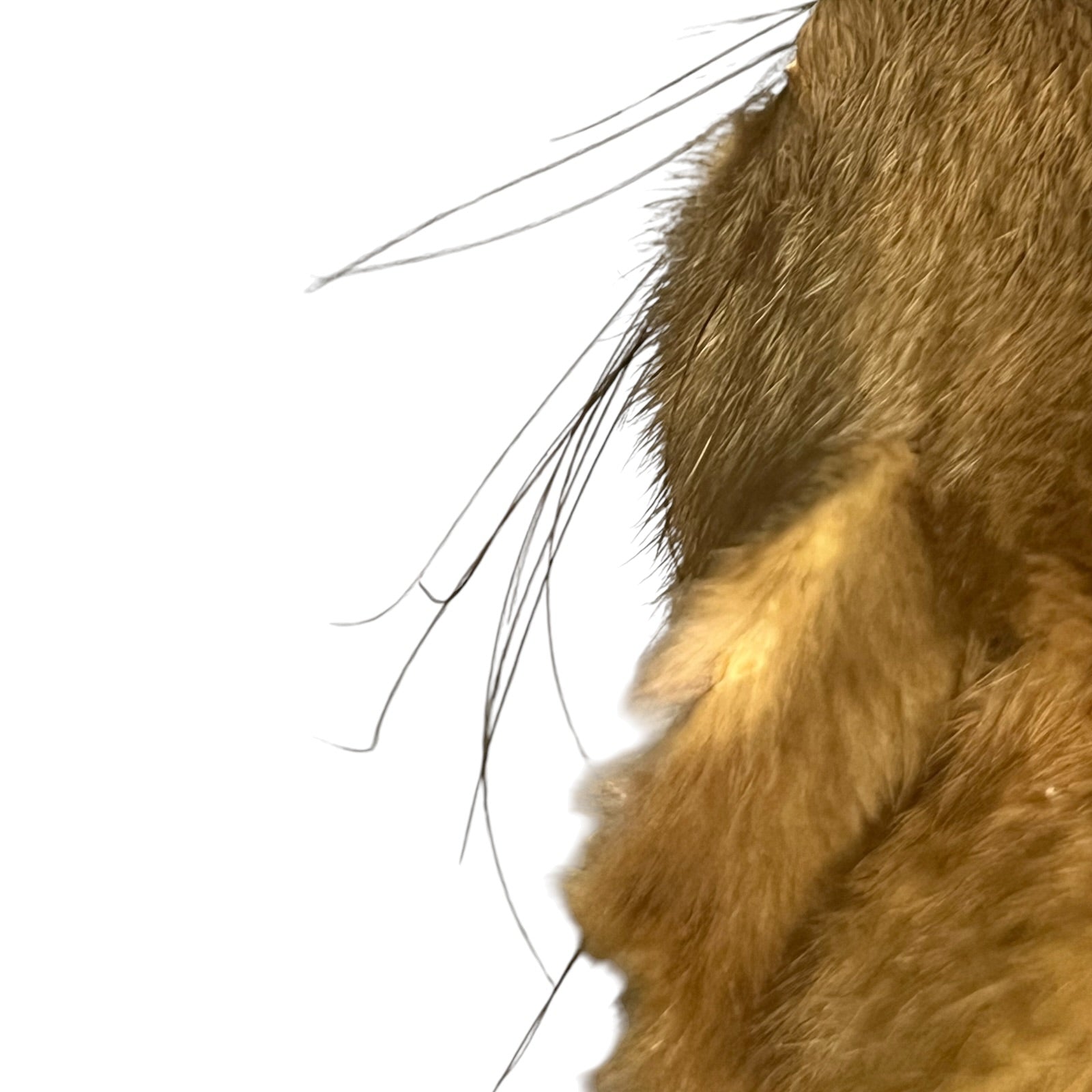 Close-up of a taxidermy small animal on a white background 