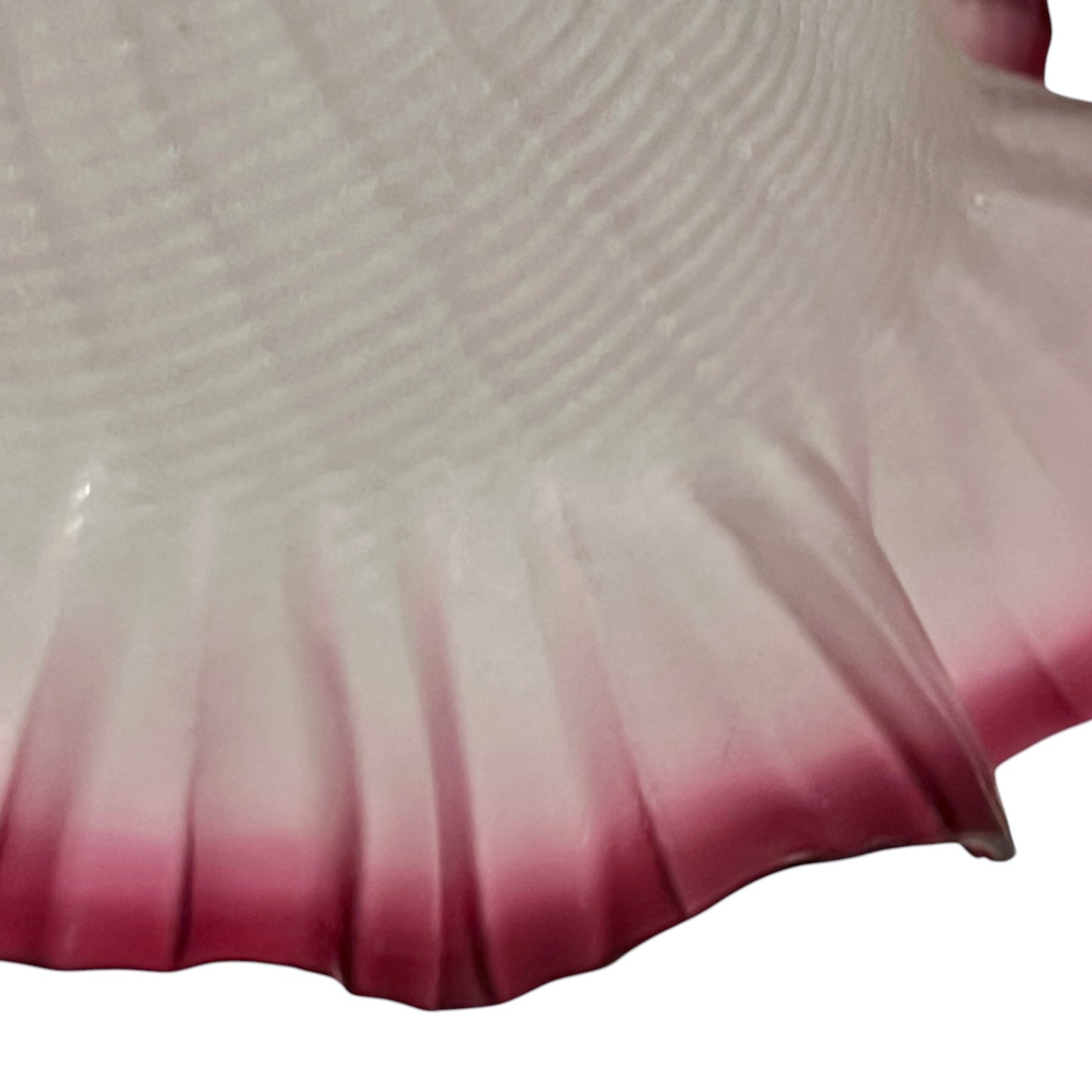 Close-up of a shell with a pink and white gradient on a white background