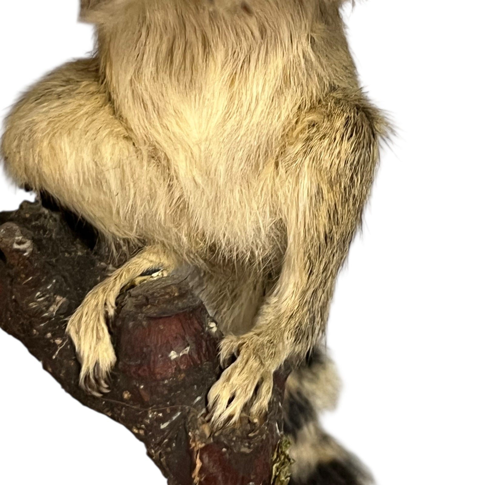 taxidermy chipmunk image of feet