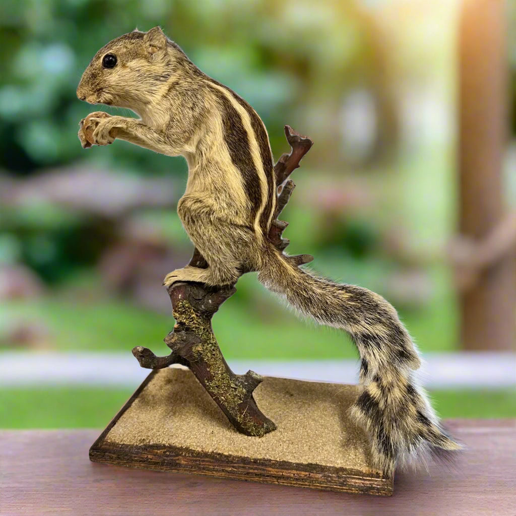 French Taxidermy Chipmunk, Vintage Taxidermy Specimen on a wooden stand eating a nut for sale from All Things French Store
