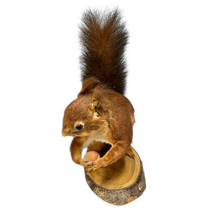 Taxidermy red squirrel on a wooden stump against a white background