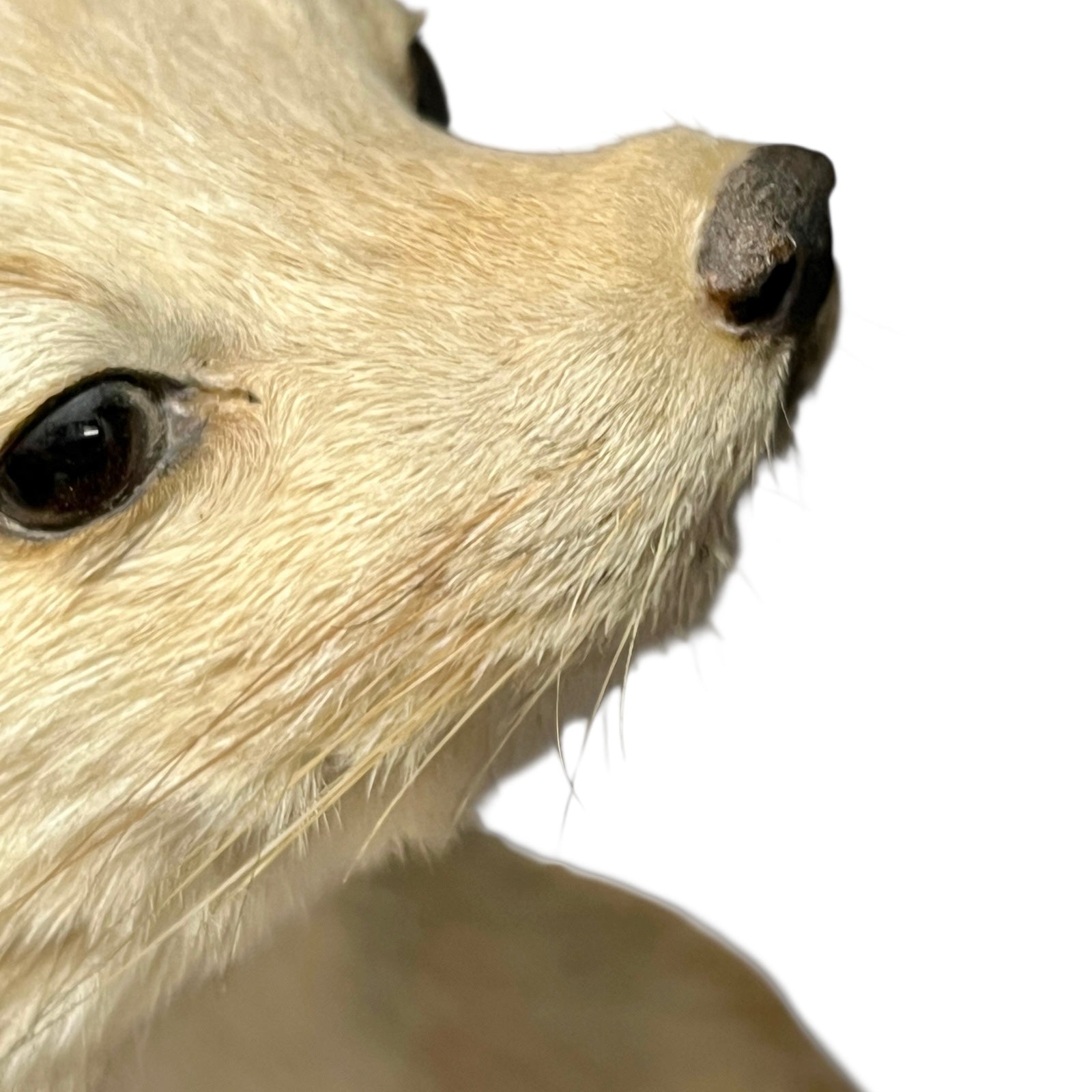 Close-up of a pine marten face on a white background
