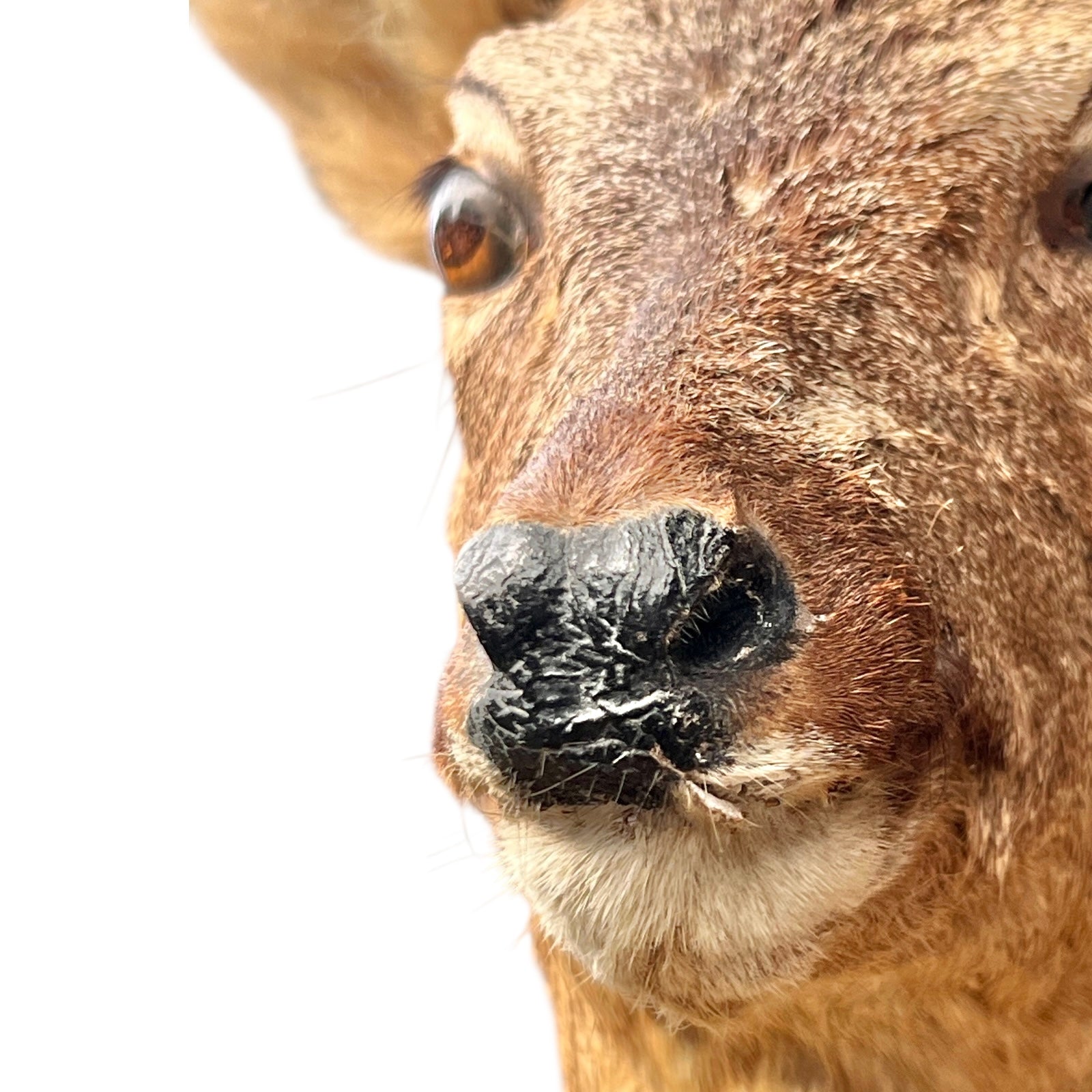 Close-up of a deer's face with a white background