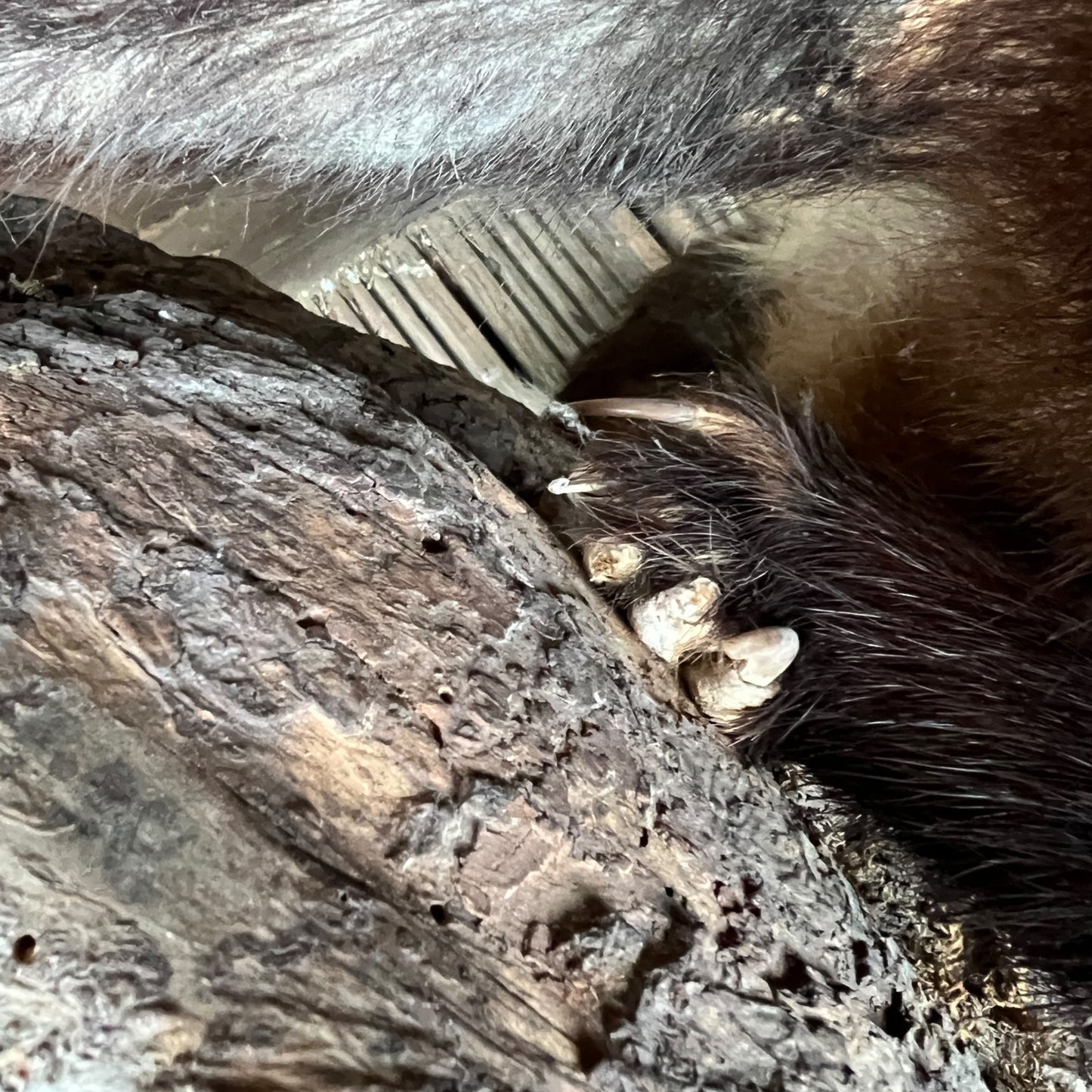 French Taxidermy Badger Adult Mounted on a Log Base in Standing Position