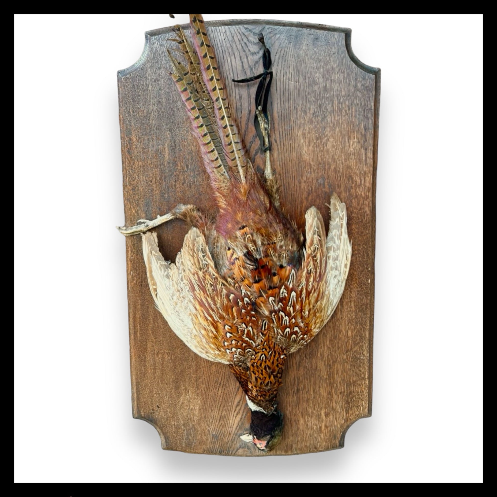 Collectable Taxidermy Pheasant, French Hunting Trophy, Eclectic Wildlife Art for sale from All Things French Store