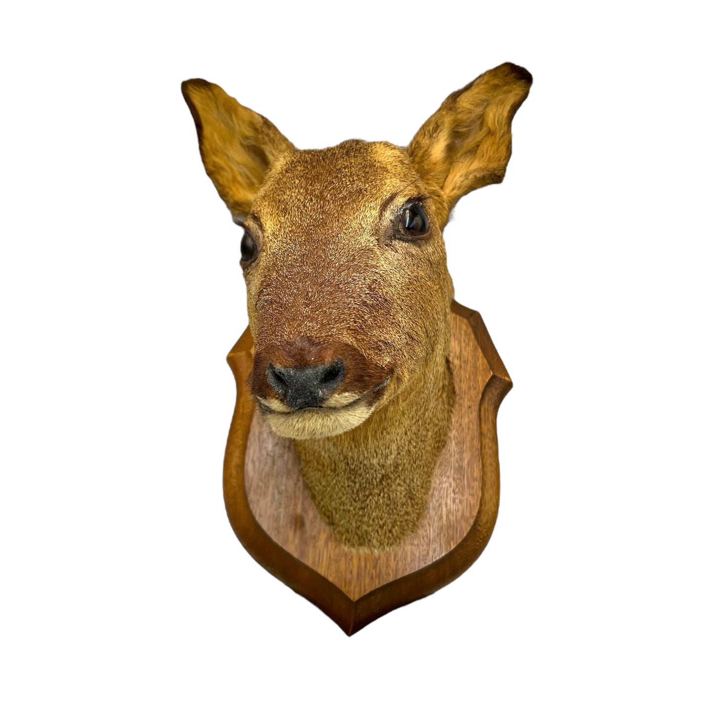 Taxidermy Roe Deer Head Mounted On a Wooden Shield, Good Condition 