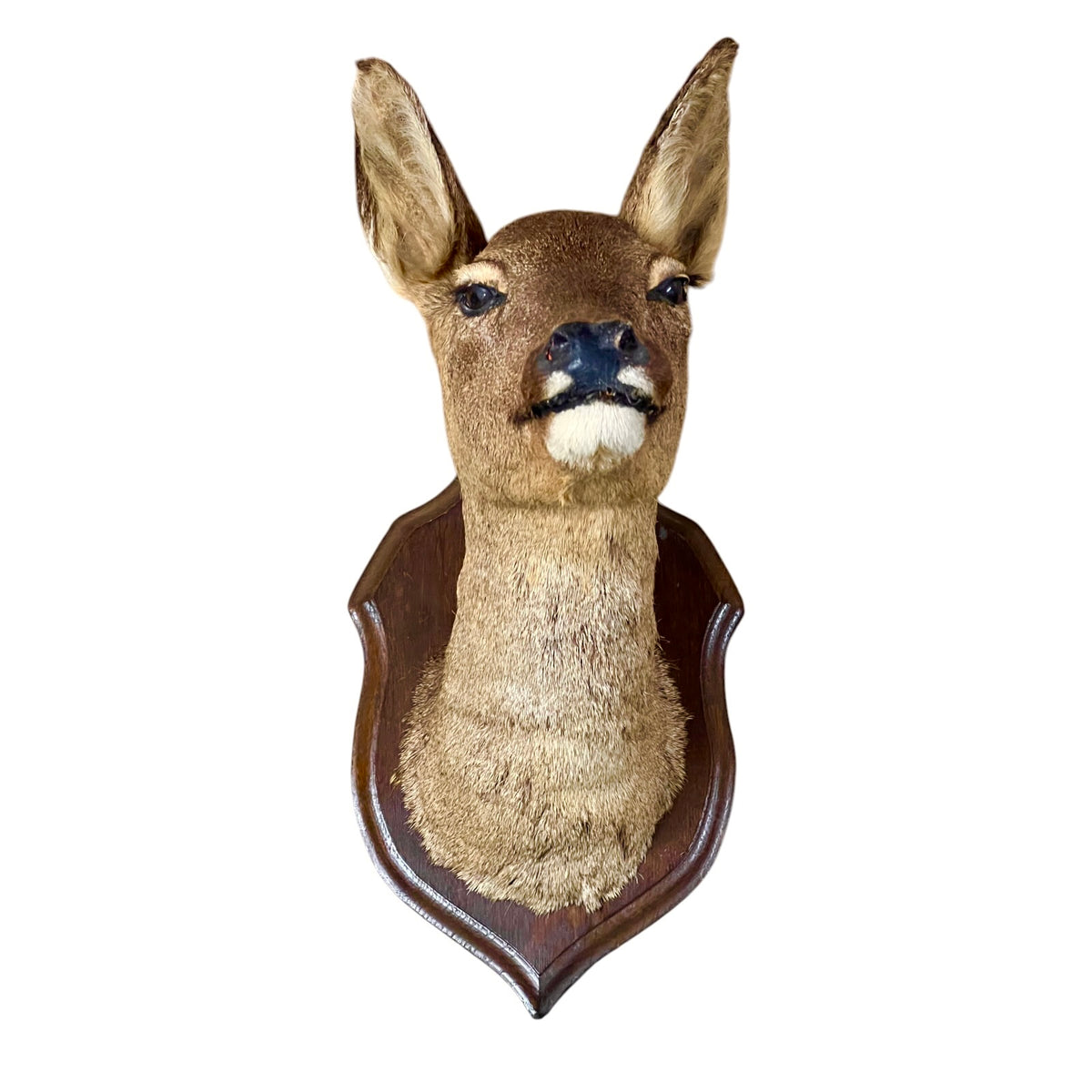 taxidermy deer head on a white background 