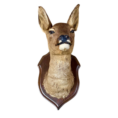 taxidermy deer head on a white background 