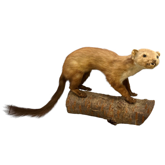 A French vintage taxidermy stoat perched on a wooden log, featuring beige and brown tones, set against a white background, perfect for a taxidermy collector.