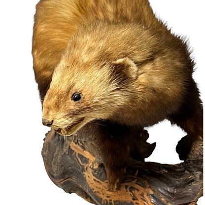 Vintage European Polecat Taxidermy Mount – Mustela putorius Natural History Display
