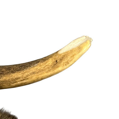 Close-up of a large antler on a white background