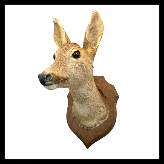 Taxidermy Deer Head, Roe Deer Wall Mounted, Stuffed Mount, Gift for Hunter for sale from All Things French Store