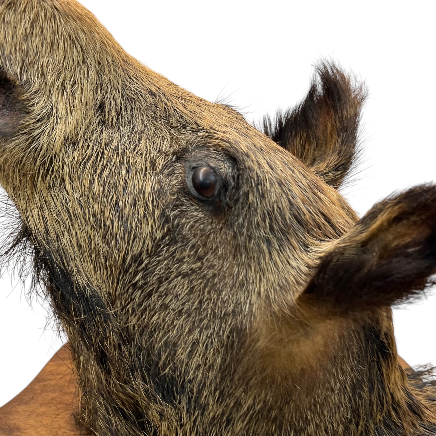 Taxidermy Wild Boar, French Vintage Adult Boar Head Mount