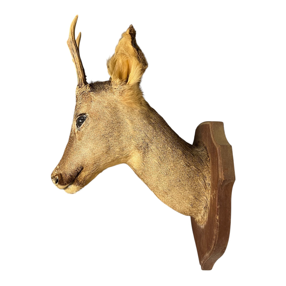 A taxidermy deer head mount with antlers on a wooden wall plaque, shown in profile against a plain white background.