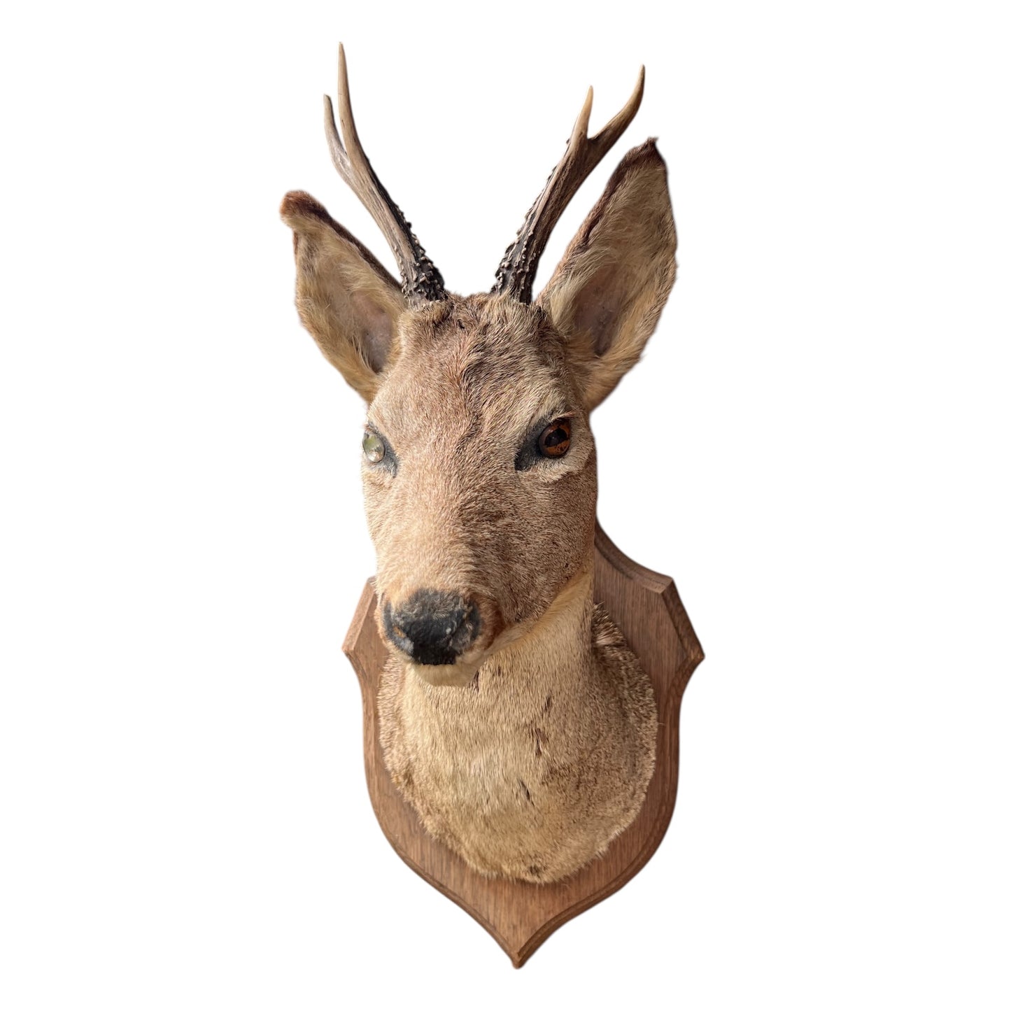 Taxidermy deer head mount on a white background