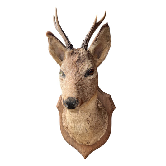 Taxidermy deer head mount on a white background