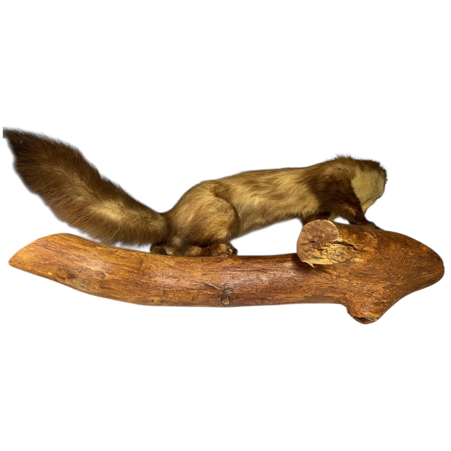 Taxidermy of a Vintage Taxidermy Pine Marten standing on a wooden branch against a white background