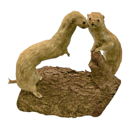 Two taxidermy meerkats on a rock with a white background