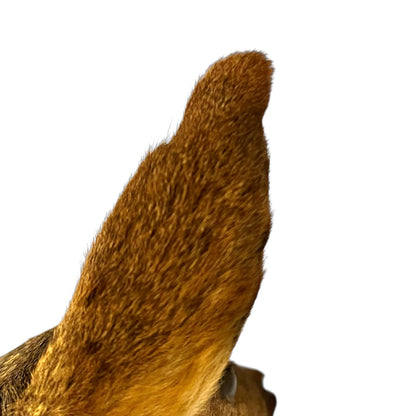 Close-up of a taxidermy deer head on a white background