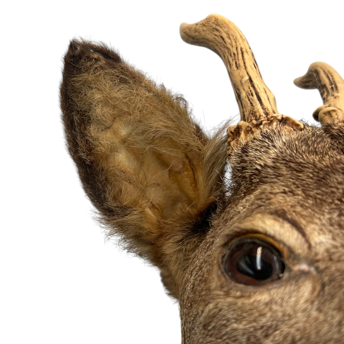 French Taxidermy Deer Head – Vintage Mounted Deer Specimen with Antlers