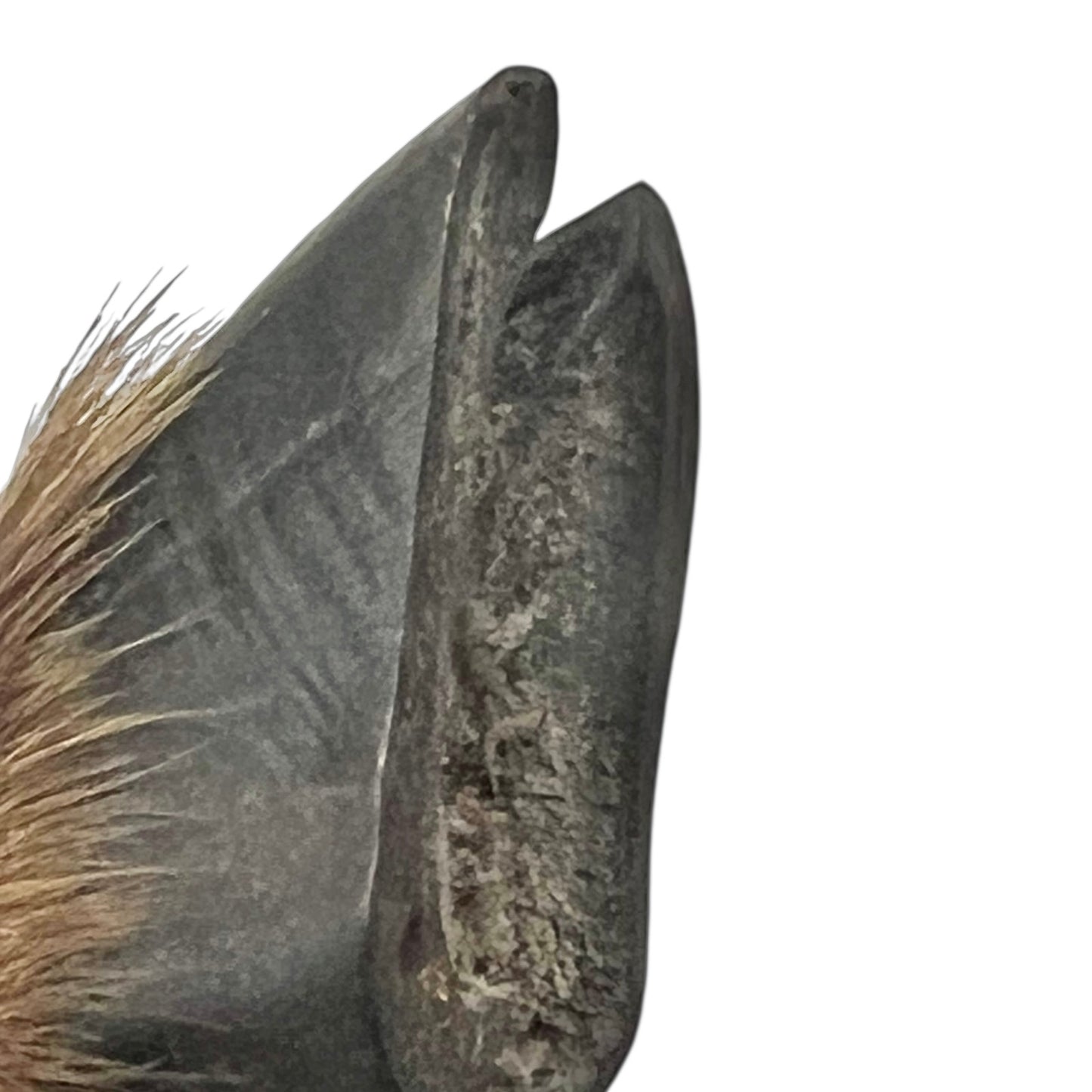 close up of boar hooves on a white background