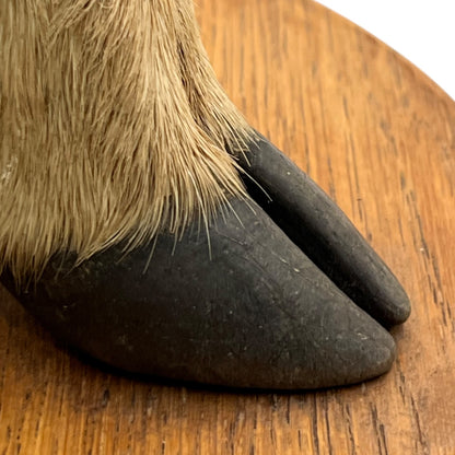 close up image of taxidermy stand foot