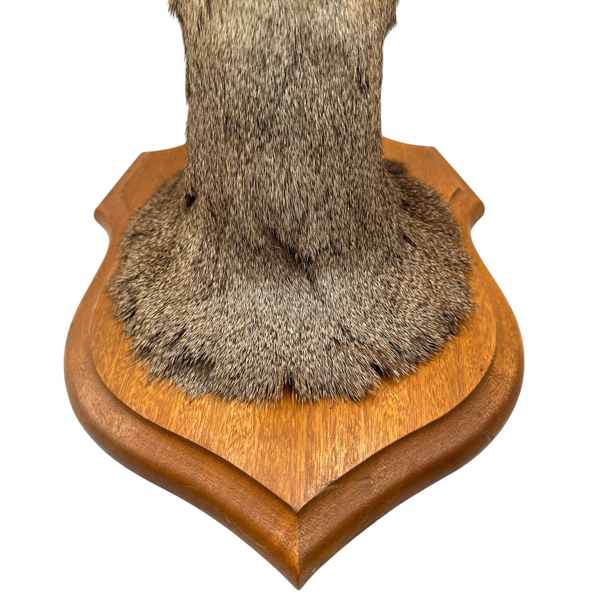 French Taxidermy Deer Head – Vintage Mounted Deer Specimen with Antlers
